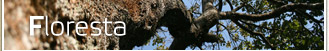 Floresta